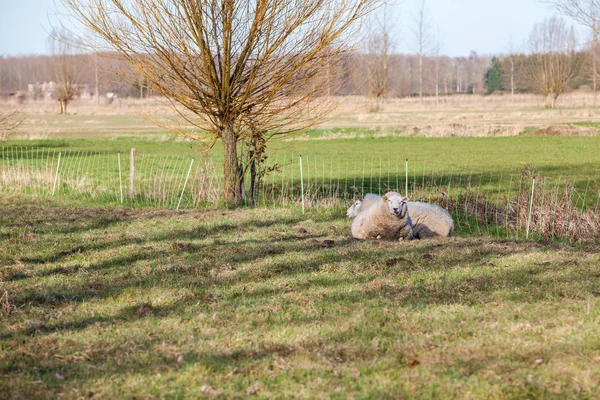 Ovinos no campo — Fotografia de Stock