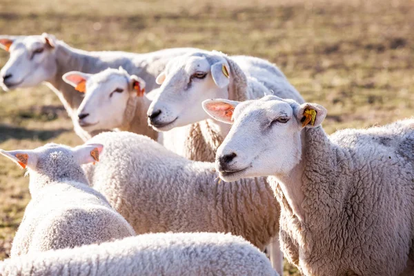 Ovejas en el campo —  Fotos de Stock