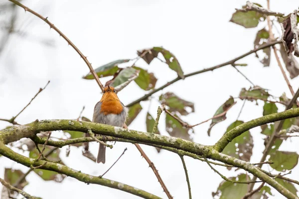 An European Robin — Stock Photo, Image