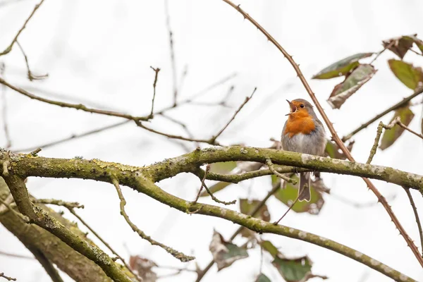 An European Robin — Stock Photo, Image