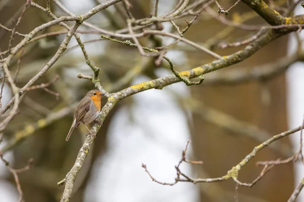 An European Robin — Stock Photo, Image