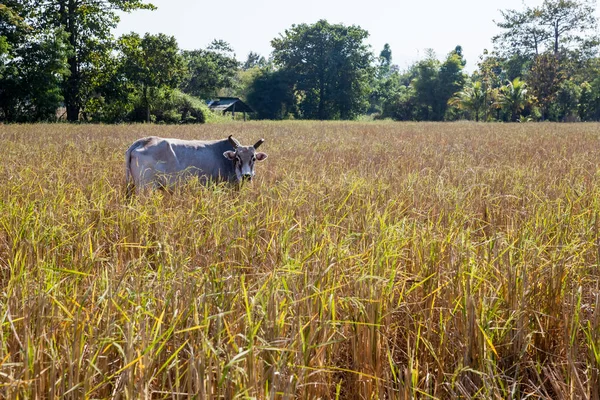 Taureau de Thaïlande — Photo