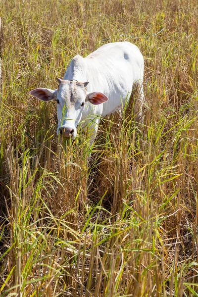 Tayland'dan inek — Stok fotoğraf