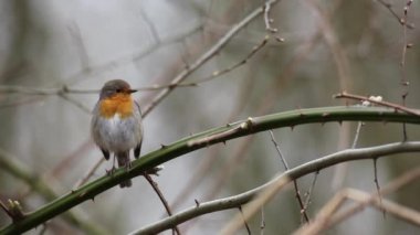 Avrupalı bir Robin ağaçta tehlikeli bir şeyler arıyor.