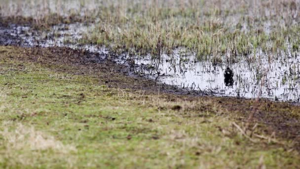 Noorhen Воде — стоковое видео