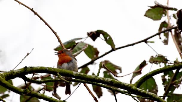 Robin Europeo Está Buscando Peligroso Árbol — Vídeos de Stock