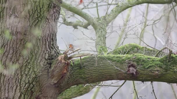 Een Europese Robin Zoekt Gevaarlijk Een Boom — Stockvideo