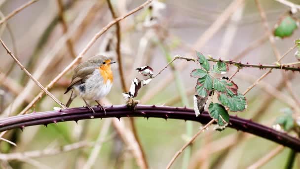 Robin Europeo Está Buscando Peligroso Árbol — Vídeo de stock