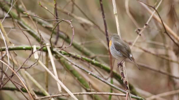 Rotkehlchen Sucht Gefährlich Auf Einem Baum — Stockvideo