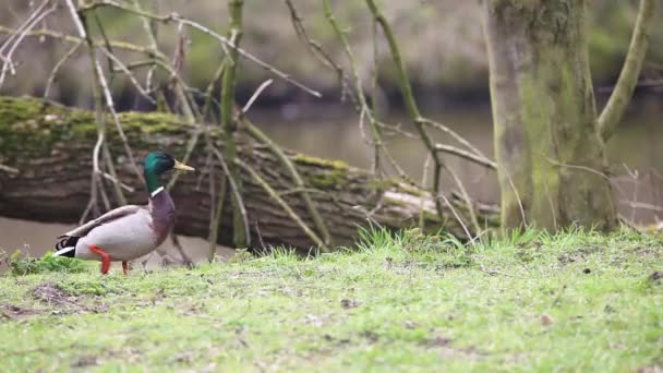 Vildanden Marken — Stockvideo