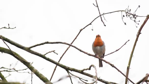 Ένας Ευρωπαίος Robin Ψάχνει Για Επικίνδυνα Ένα Δέντρο — Αρχείο Βίντεο