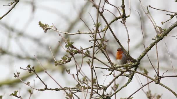 Robin Europeo Está Buscando Peligroso Árbol — Vídeos de Stock