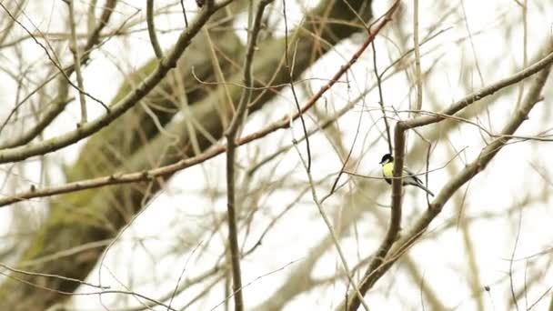 树枝上的煤乳头 — 图库视频影像