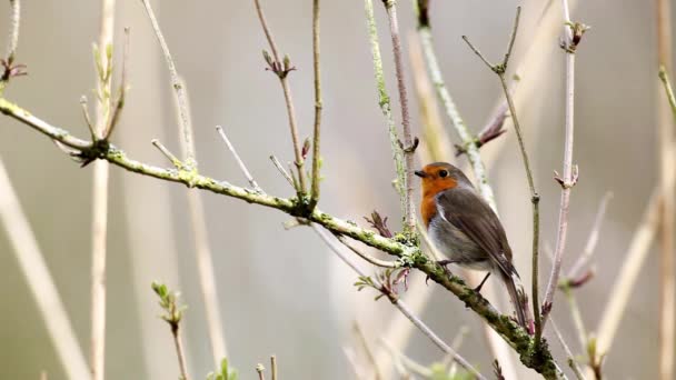 Robin Europeo Está Buscando Peligroso Árbol — Vídeos de Stock