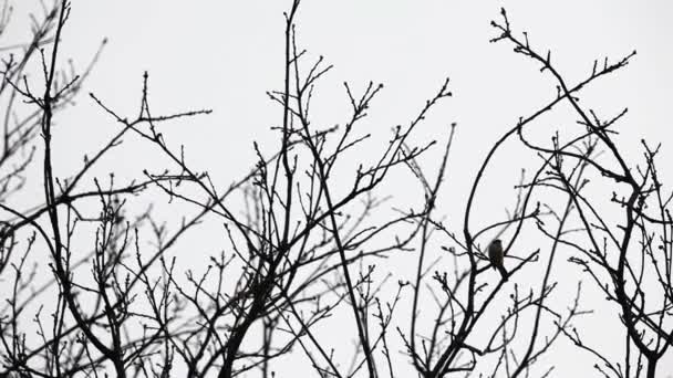 Invierno Encuentran Copas Árboles Bosque Con Pájaro — Vídeo de stock