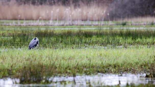 Héron Attend Une Collation Dans Prairie — Video