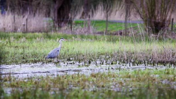 Una Garza Campo — Vídeos de Stock