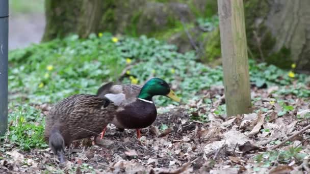 Una Urly Mañana Campo Whit Pato Salvaje — Vídeo de stock