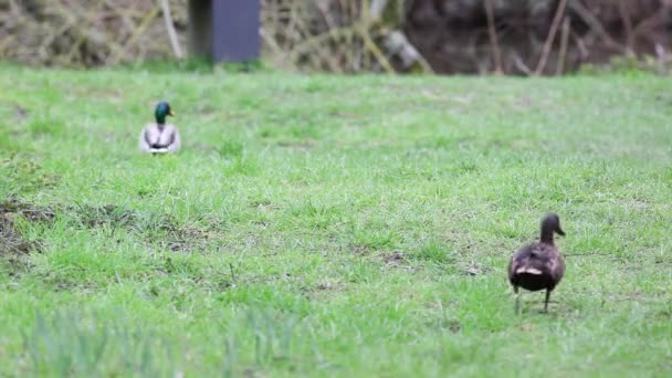 Alan Katiyen Bir Yaban Ördeği Bir Urly Sabah Üzerinde — Stok video