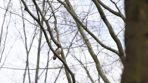 Het Bos Een Mandarijneend Een Tak — Stockvideo