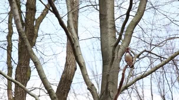 Dans Forêt Canard Mandarin Sur Une Branche — Video