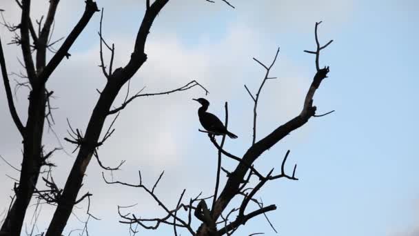 Cormoran Sur Une Branche — Video