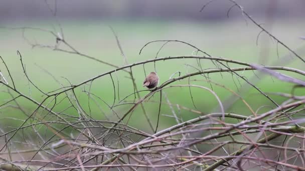 Bayağı Çit Kuşu Arıyor Bir Şube Oturuyor — Stok video