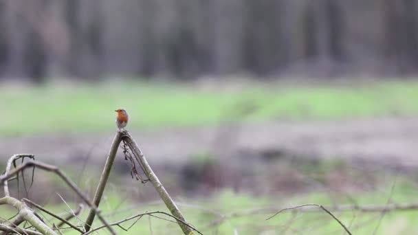 Robin Europeo Alla Ricerca Pericoloso Albero — Video Stock