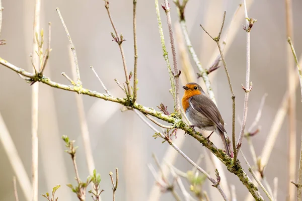 An European Robin — Stock Photo, Image