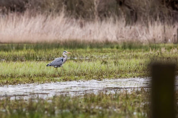 An heron in the field — Stock Photo, Image
