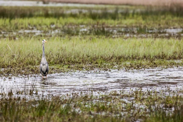 An heron in the field — Stock Photo, Image