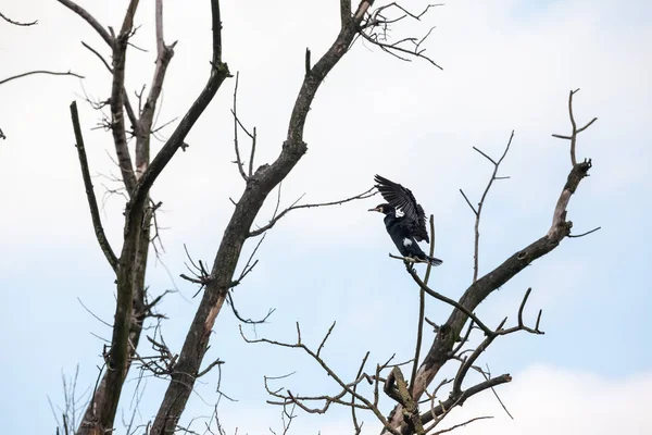 An cormorant on a branch — Stock Photo, Image