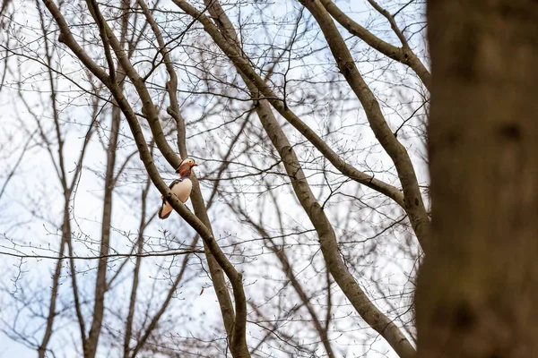 Bir Mandarin ördeği — Stok fotoğraf