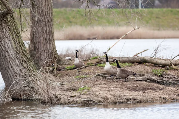 Flock of Canadian geese — Stock Photo, Image