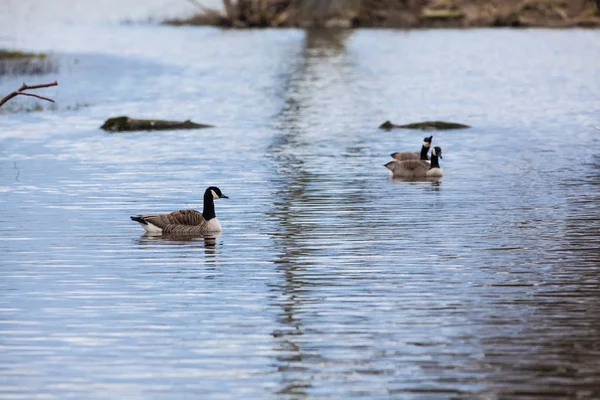 Flock of Canadian geese — Stock Photo, Image