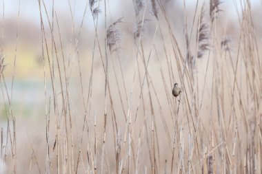 Bir Phylloscopus trochilus