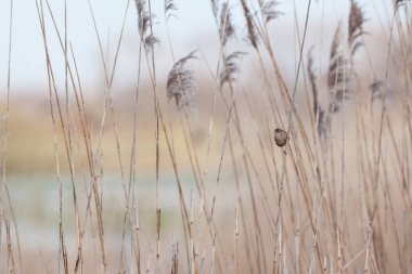 Bir Phylloscopus trochilus