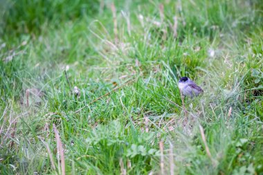Bir Avrasya ötleğen