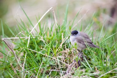 Bir Avrasya ötleğen