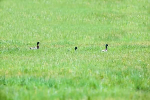 Three Wild ducks — Stock Photo, Image