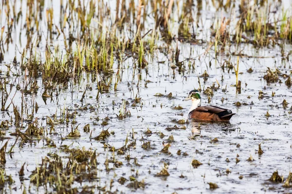 Yaban ördeği — Stok fotoğraf