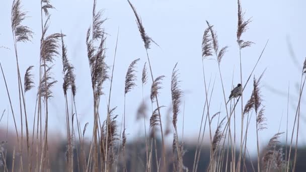 Adult Reed Bunting — Stock Video