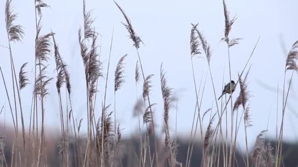 Bir Yetişkin Reed Kiraz Kuşu — Stok video