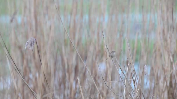 葦で水を歌う柳ウグイス — ストック動画
