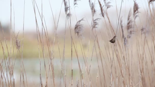 葦で水を歌う柳ウグイス — ストック動画