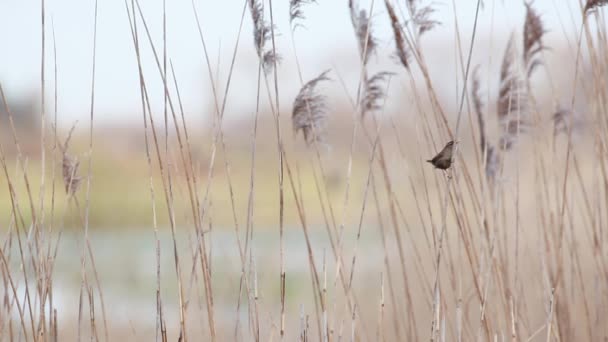 Curruca Willow Cantando Agua Las Cañas — Vídeos de Stock