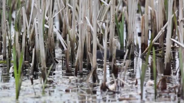 ツルツルが餌を求めて水の大きな湖で泳ぐ — ストック動画