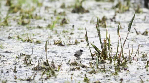 Een Fitis Zingen Het Water Het Riet — Stockvideo