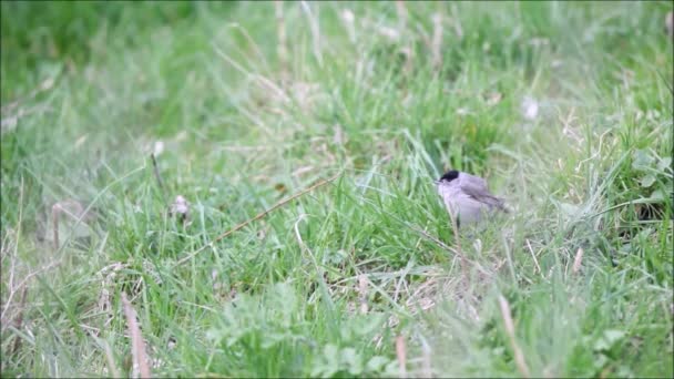 Una Parula Salice Che Canta Acqua Sulle Canne — Video Stock