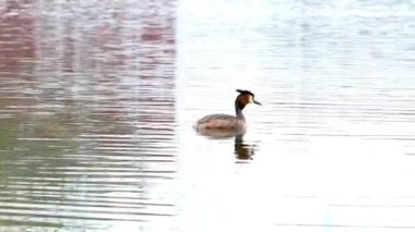şehir parkında su üzerinde bir batağan var. 